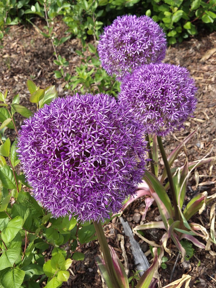 Three purple allium flowers